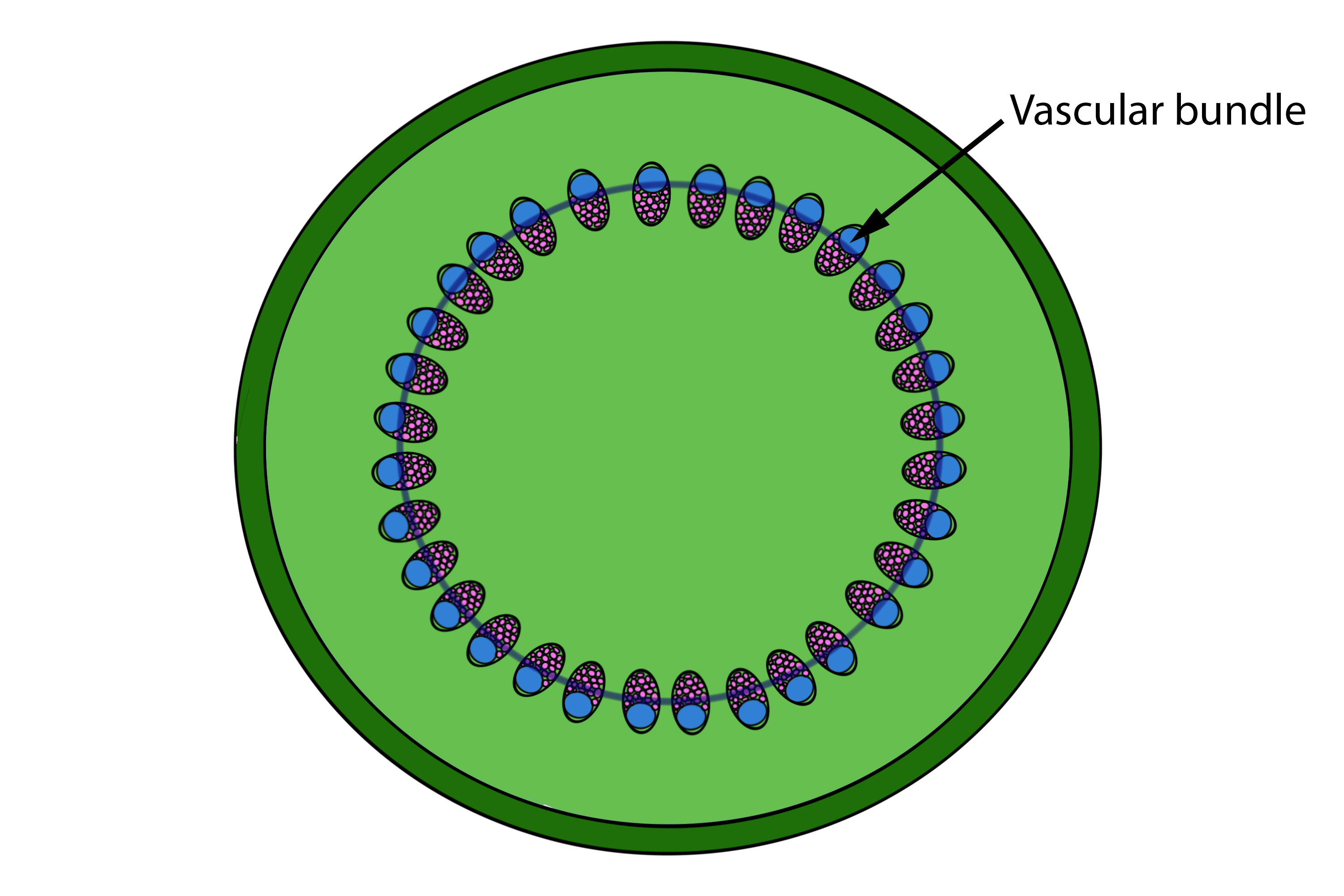 mnemonic-to-remember-the-difference-of-stem-vascular-bundles